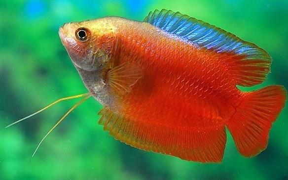 Gourami - Dwarf - Fire Red 2 inch